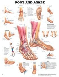 Anatomical Wall Chart: Foot & Ankle - Laminate