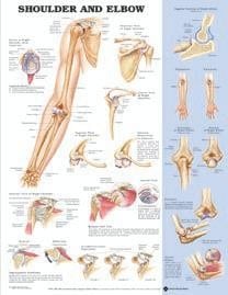 Anatomical Wall Chart: Shoulder And Elbow - Laminate