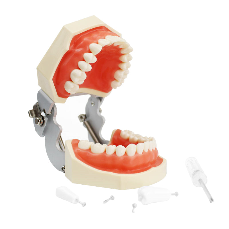Dental Teaching Implant Practice Model Dentist Practice Replacement Model 28/32pcs teeth