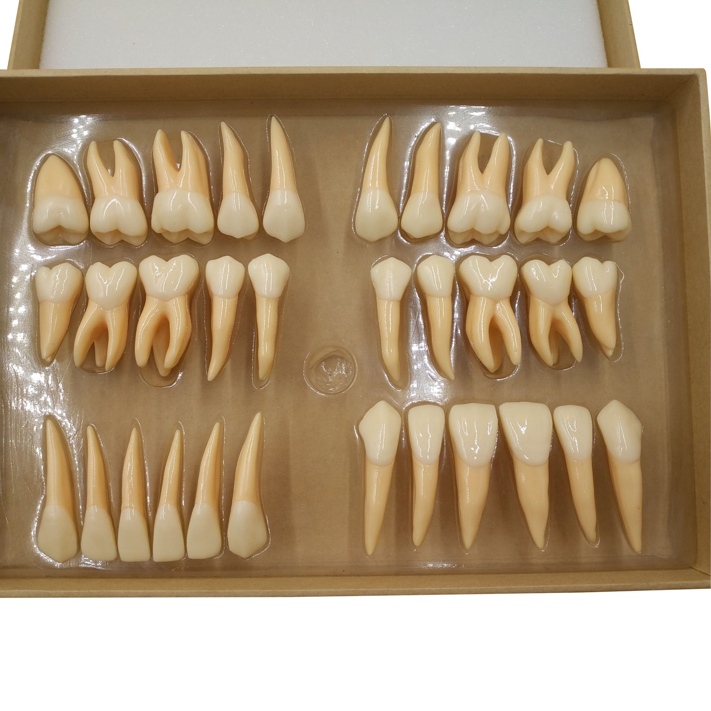 Dental Anatomically Rooted Teeth Dental Model Of Teeth Human Anatomical Teaching Model