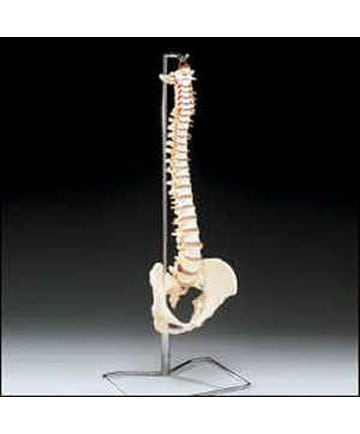 Budget Vertebral Column With Stand