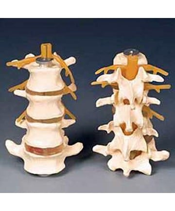 Budget 4 Part Lumbar Set