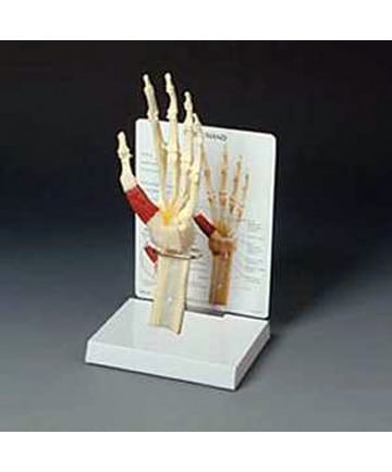 Wrist and Hand Model
