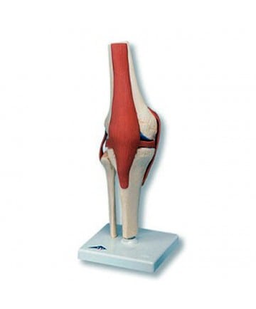 Deluxe Functional Knee Joint Model