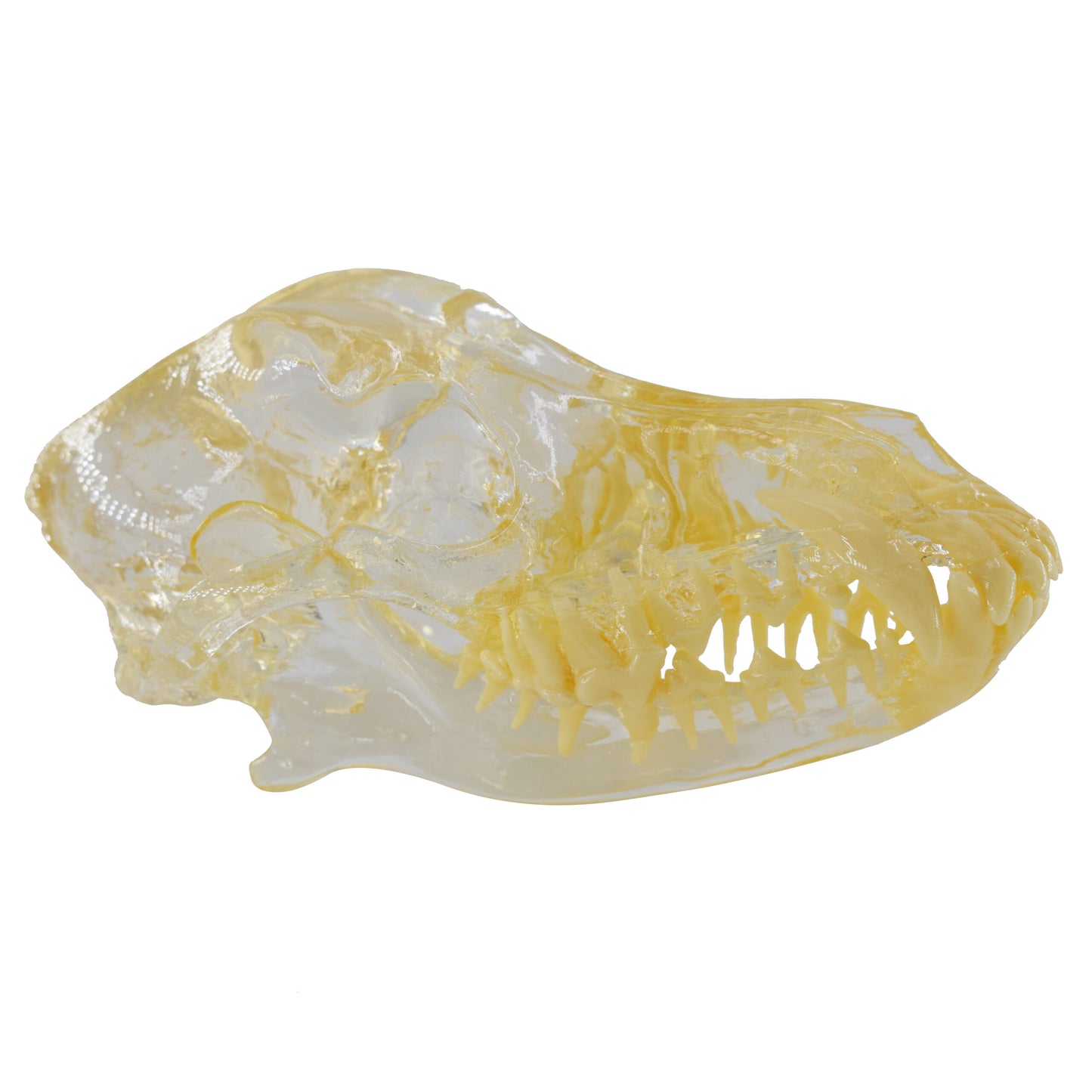 Dental Dog Teeth Model With Head Dental Training Model