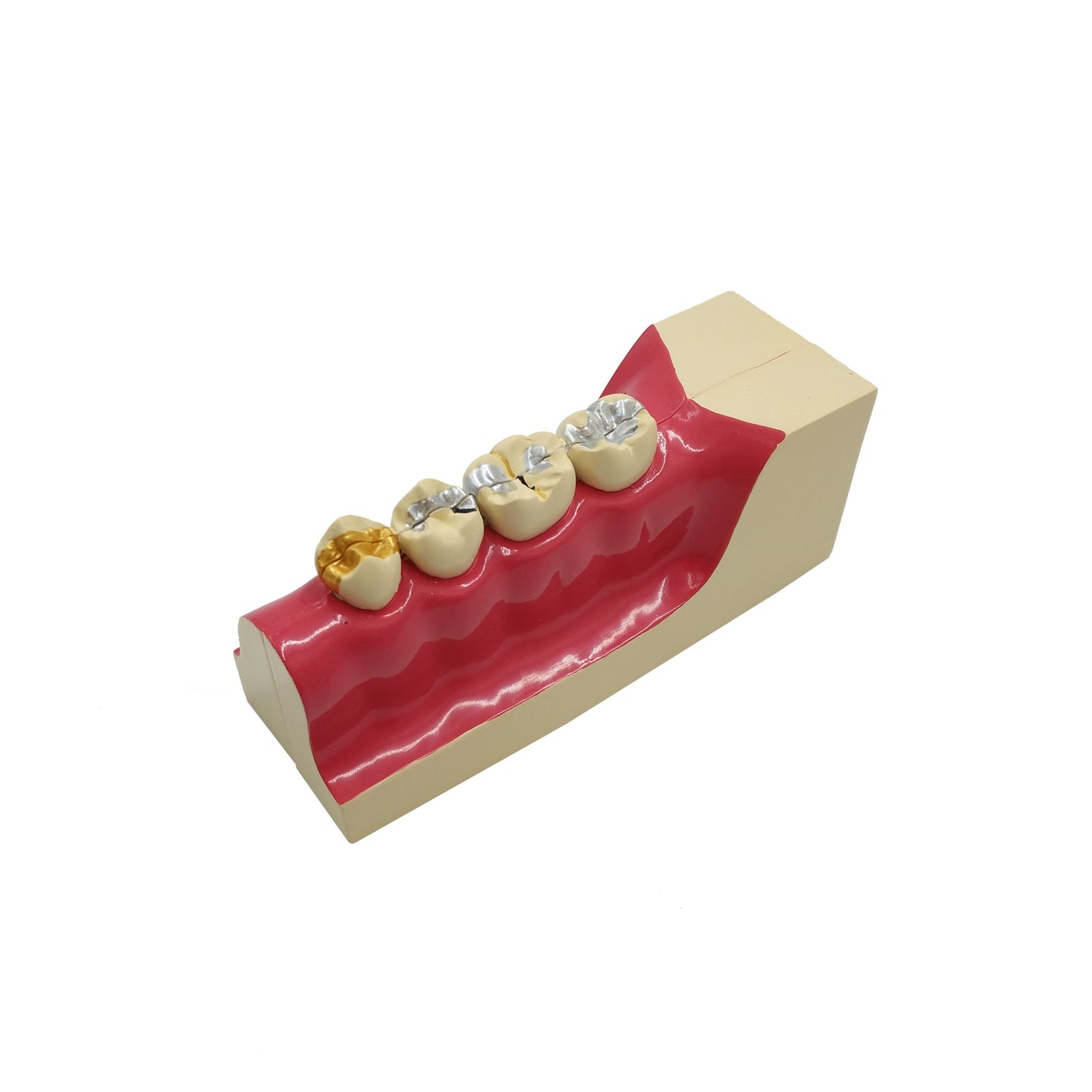 Dental Teeth Sagitally Section Model Dental Teeth Practice Model