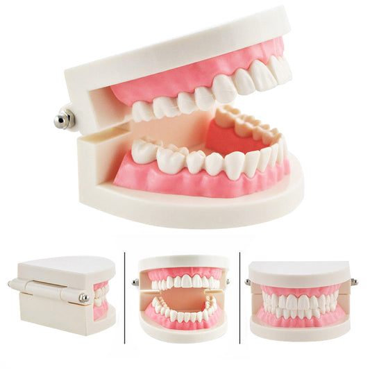 cheap universal practical regular dental teaching human teeth model