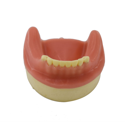 Maxillary Sinus Lifting Exercise Model Dental Practice Of Dental Implant Model