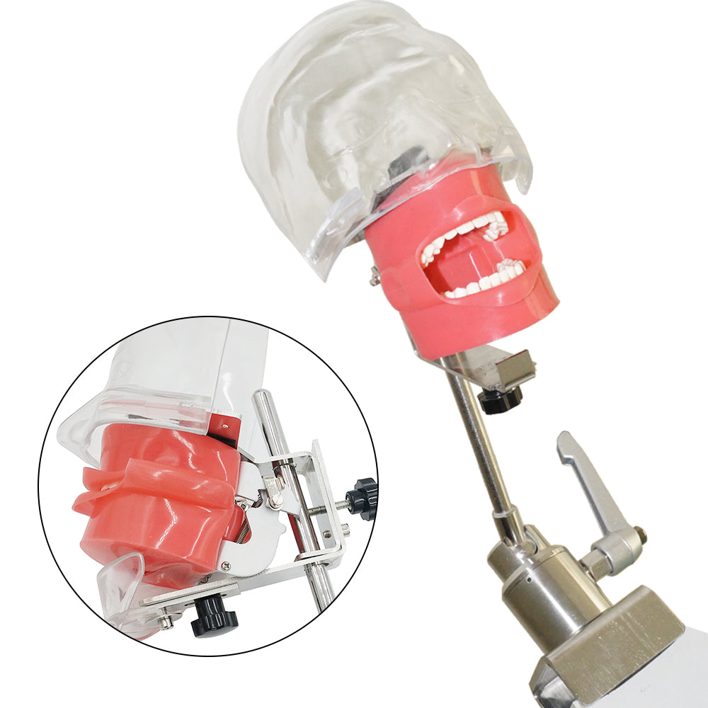 Dental Phantom Head For Training Dental Practice Model