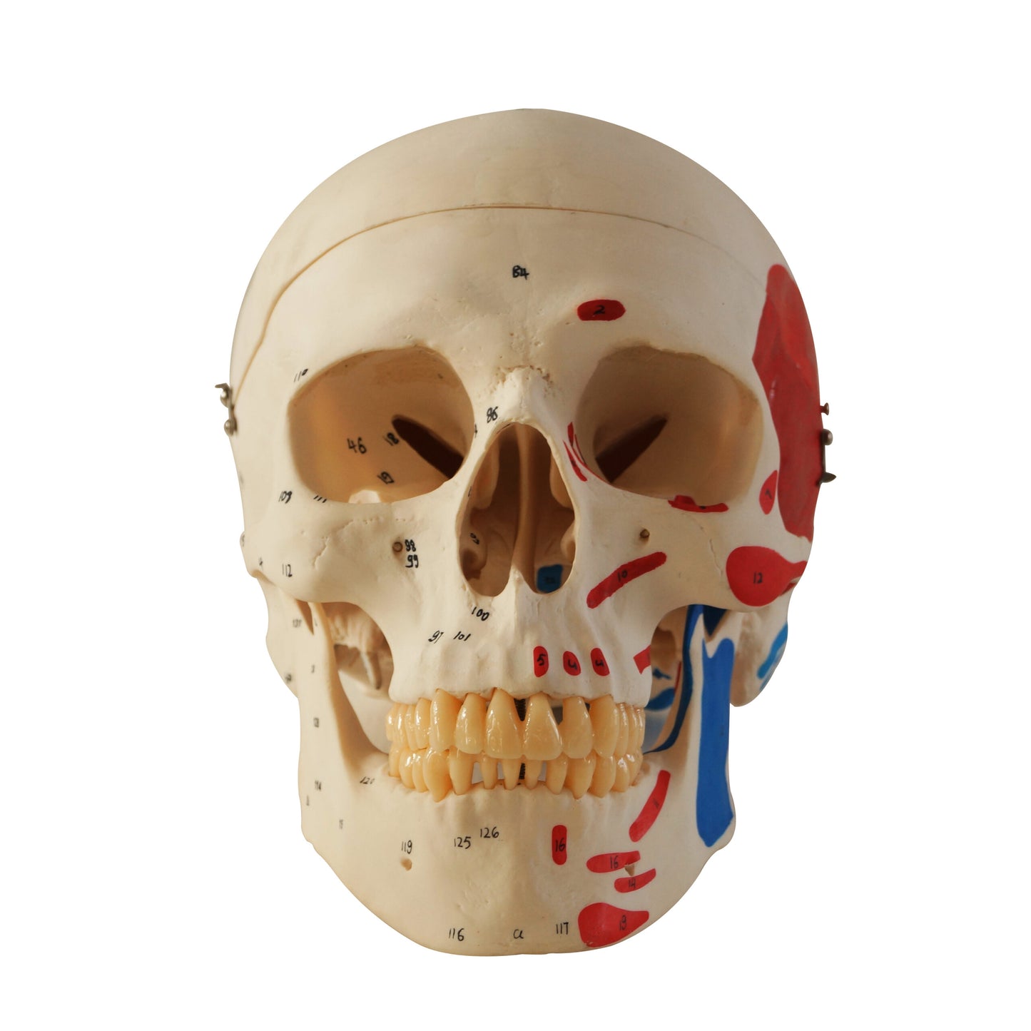 Painted Muscles model Dental Model Anatomical education