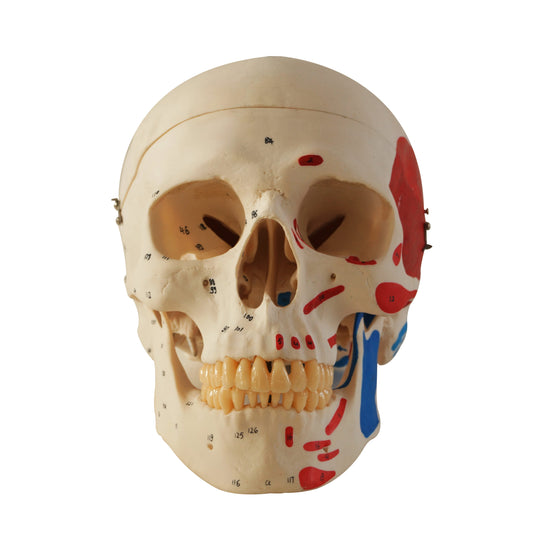 Painted Muscles model Dental Model Anatomical education