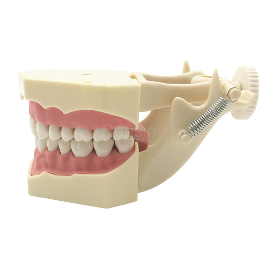 Dental SF Type Study Model 32pcs Teeth with with DP Articulator Soft Gum