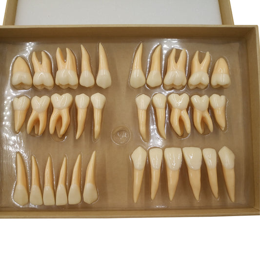 Dental Anatomically Rooted Teeth Dental Model Of Teeth Human Anatomical Teaching Model